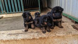 Puppies for sales