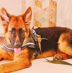 6 months old German shepherd with KCI importline