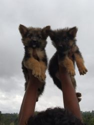 German Shepherd female puppies available
