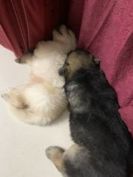 40 days old male and female German shepherd puppies