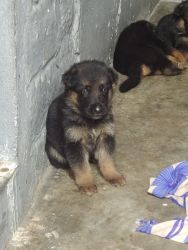 GSD FOR SALE