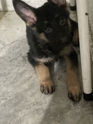 2 month old German Shepherd