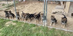 German Sheperd puppies