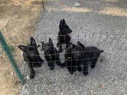 For sale AKC all black GSD