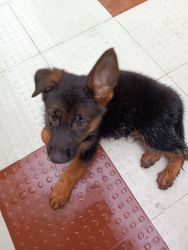 Cute little puppy is eagar to get a new home