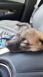 Puppy full blooded German shepherd, born May 11th 2022