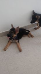 Sell 2 mnth puppy gsd