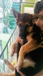 Female German Shepherd puppy - short coat with kci papers