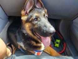 German Shepherd Puppy For sale Healthy Loving Puppy need new home !!
