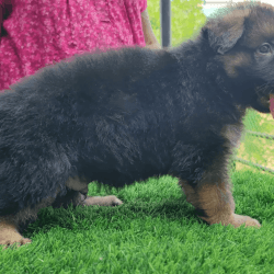 German Shepherd Puppies Ready for New Home
