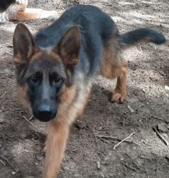 Pure bred German shepherd. Young female.