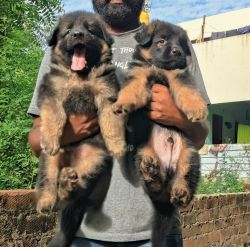 Long Coat German shepherd pups available All year 2022