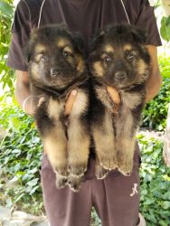 German shepherd puppies sale