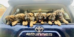 German Shepherd Puppies - Short and Long haired