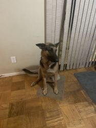 Two young German Shepherds for sale