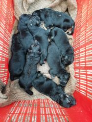 German shepherd new born puppies available