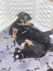 Sheprador Puppies for sale