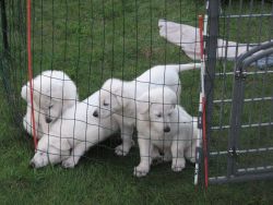 white german shepherd puppies for sale