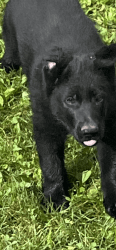 1 One All Black German Shepherd puppy