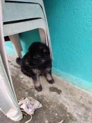 GSD puppies 2 Female 1 Male. Mother: Working line Father : Show line