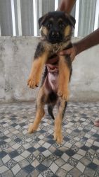German shepherd puppies available for lovable home