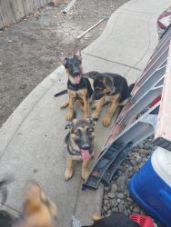 Shepers for sale