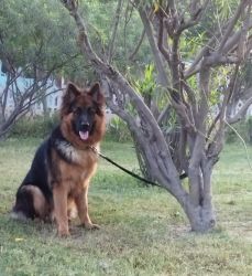 Want to sell a one year German shepherd