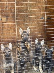 Akc registered German Shepard puppies