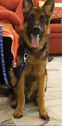 German shepherd for sale aged two years male with certificate
