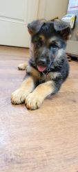 AKC German Shepherd we can deliver