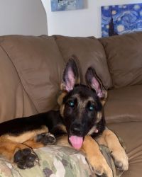 German Shepard puppy 4 months.