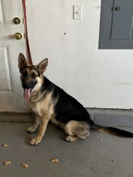 8 month old male Shepherd puppy for sale