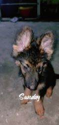 61 daus old double coated puppy home breed