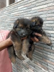 German shepherd puppies for e