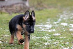 Male and female miniature German Shepherd puppies looking for a new ho