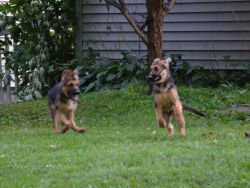 AKC german shepherd puppies