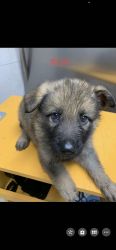 German Shepherd Puppies 2 months old female and male