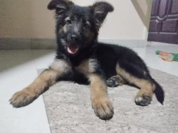 I want to sell my puppy which is 3 month 15 days old, and its German s