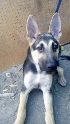 German Shepard puppy (name is Balu)