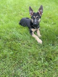 3 month German Shepherd Puppy