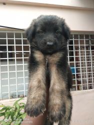 Vaccinated German shepherd pure bred puppies for sale
