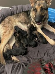 Gsd puppies