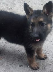 gsd puppy for sale