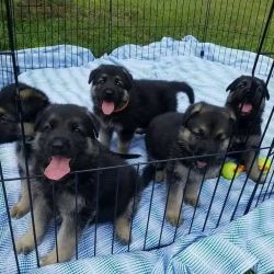 Playful German shepherds puppies for sale