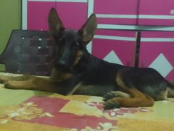 German shepherd 5 month old dog is ready for adoption
