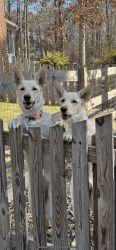 2 white German shepherds for sale brother and sister