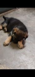 For purchase German Shepherd puppy