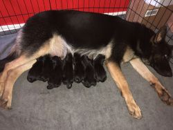 Akc German shepherd puppies