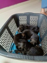 4 male German Shepherd Puppies available