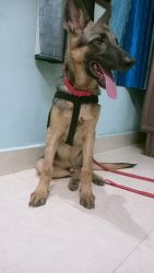 5 month male German shepherd fully trained puppy